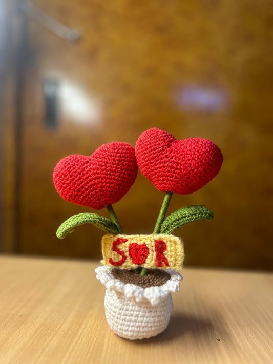 Love in a Pot ( Heart Plant )