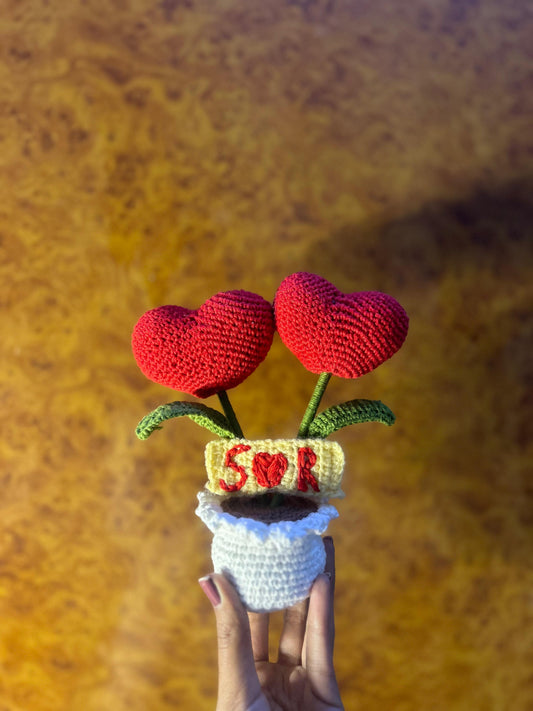 Love in a Pot ( Heart Plant )